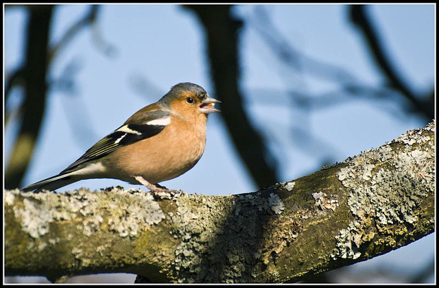 WhitewaysLodge - Chaffinch