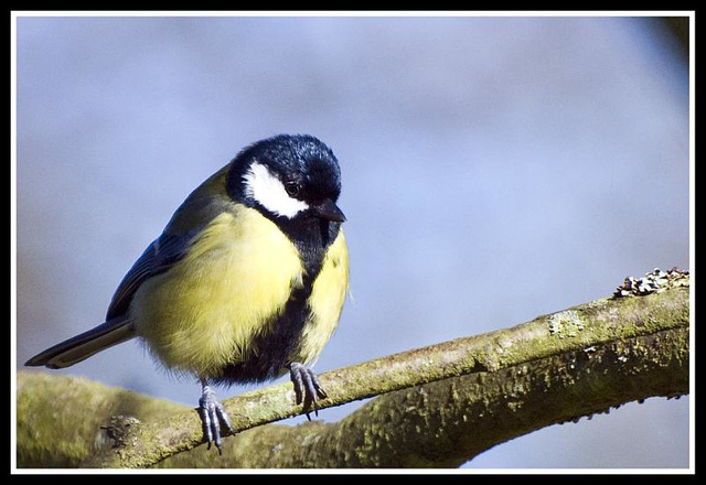 WhitewaysLodge - Great Tit