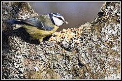 WhitewaysLodge - Blue Tit