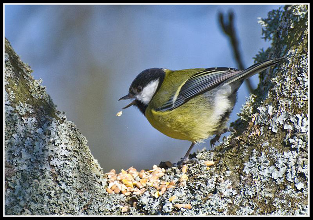 WhitewaysLodge - Great Tit