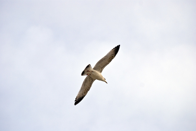 Seagull in flight Worthing