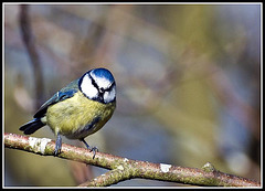 WhitewaysLodge - Blue Tit