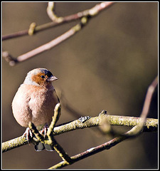 WhitewaysLodge - Chaffinch