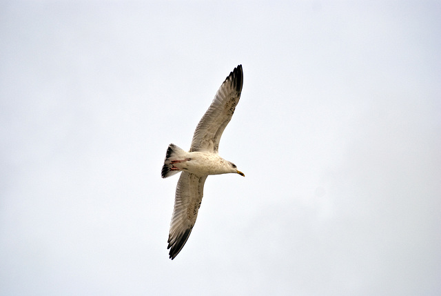 Seagull in flight Worthing