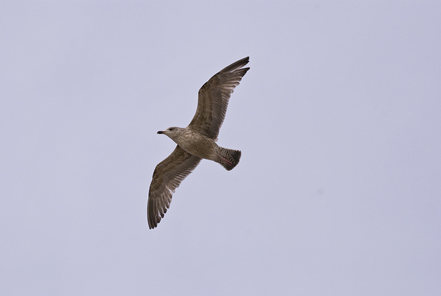 Seagull in flight Worthing