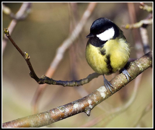 WhitewaysLodge - Great Tit