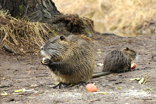 Nutria  mit Nachwuchs (Wildlife)