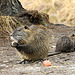 Nutria  mit Nachwuchs (Wildlife)