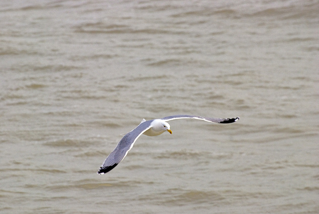 Seagull in flight Worthing