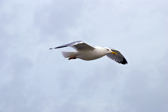 Seagull in flight Worthing