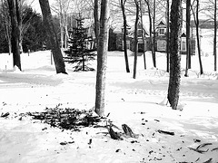 Carnage d'hiver / Winter slaughter.- En noir et blanc- B & W