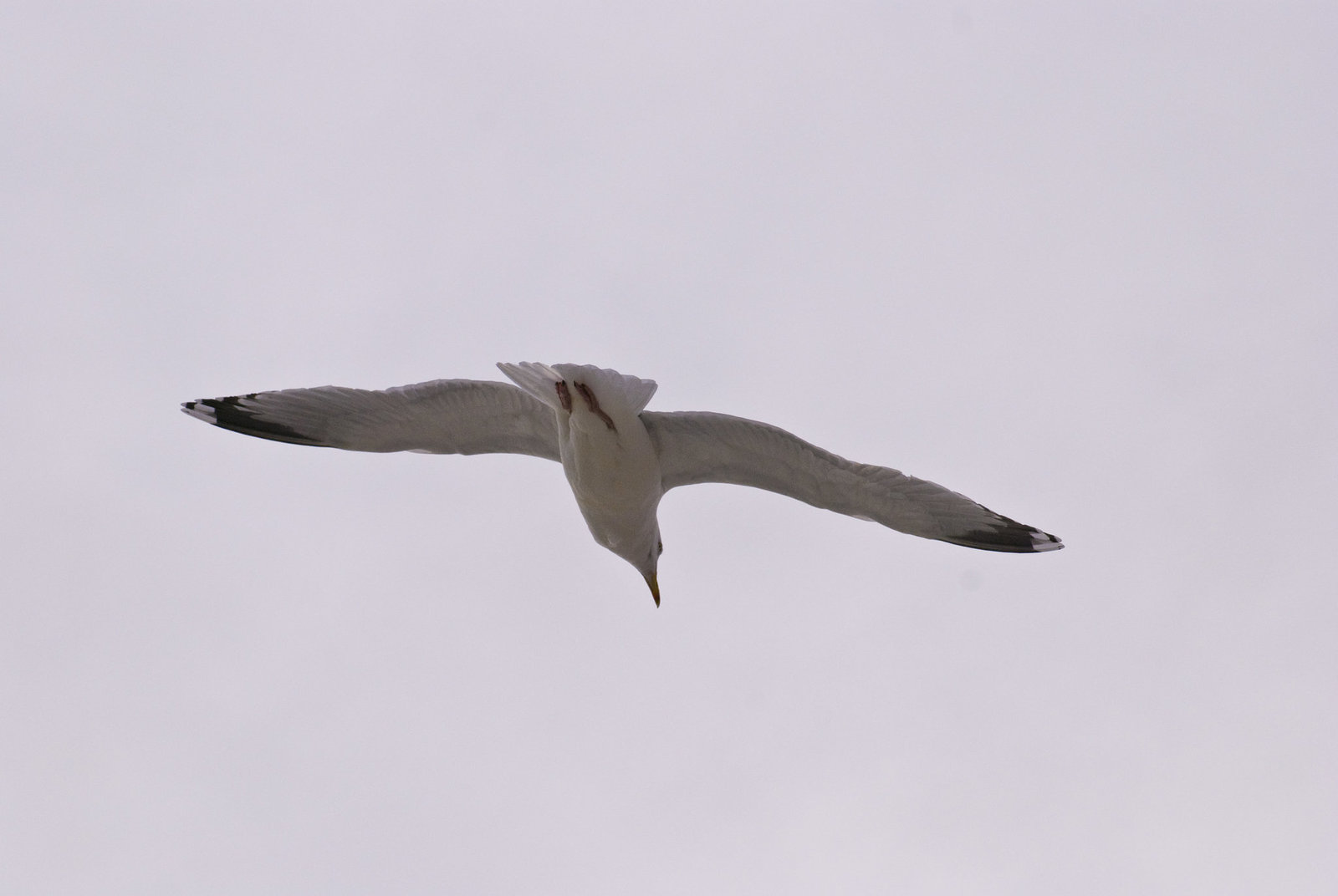 Seagull in flight Worthing