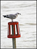 Seagull at rest Worthing