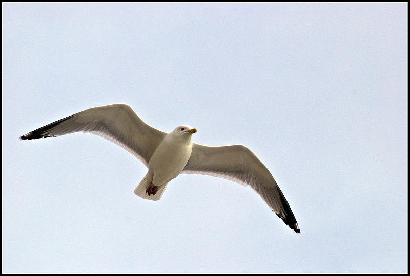 Seagull in flight Worthing
