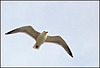 Seagull in flight Worthing