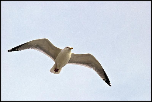 Seagull in flight Worthing