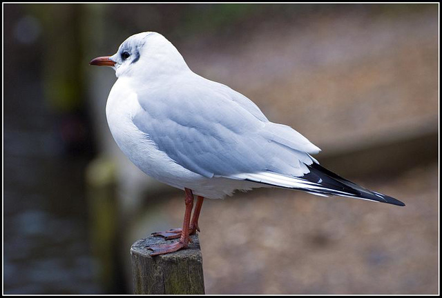 Mediterranean Gull