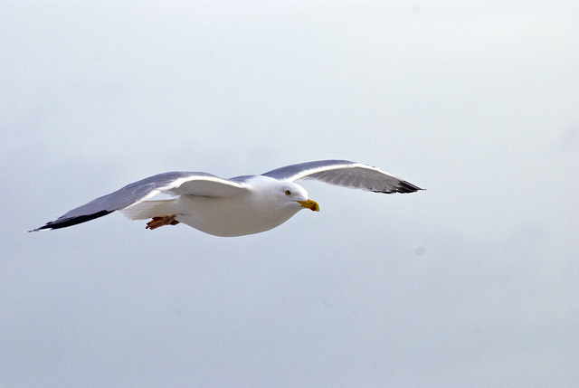 Seagull in flight Worthing