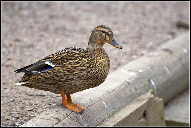 Mallard (female)