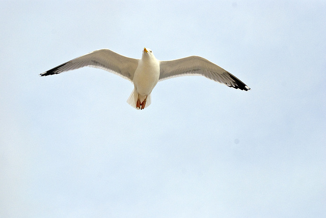 Seagull in flight Worthing