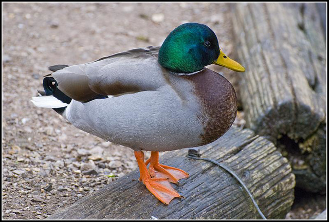 Mallard