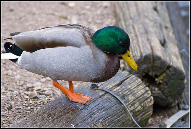 Mallard