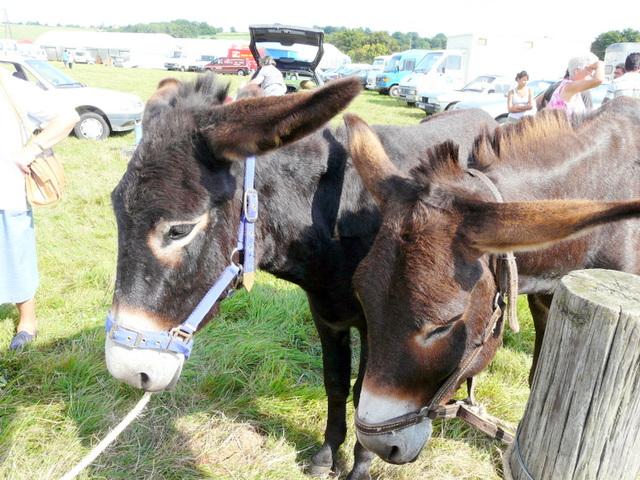 anes à la foire de la Berthenoux