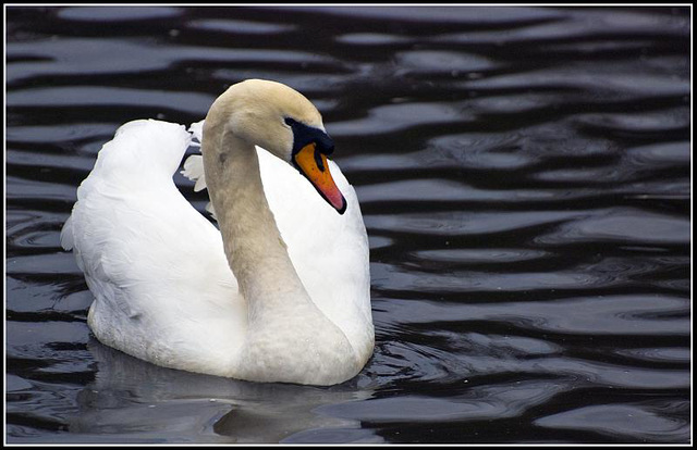 Mute Swan