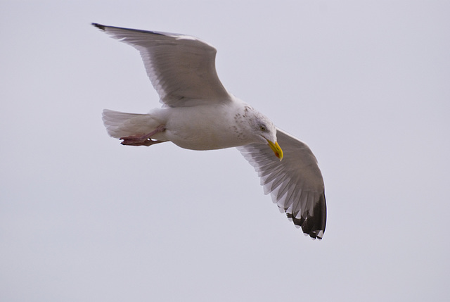 Seagull in flight Worthing