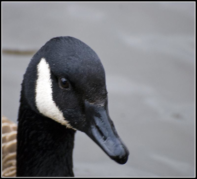 Canada Goose