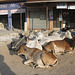 Vaches dans le village de Khimsar