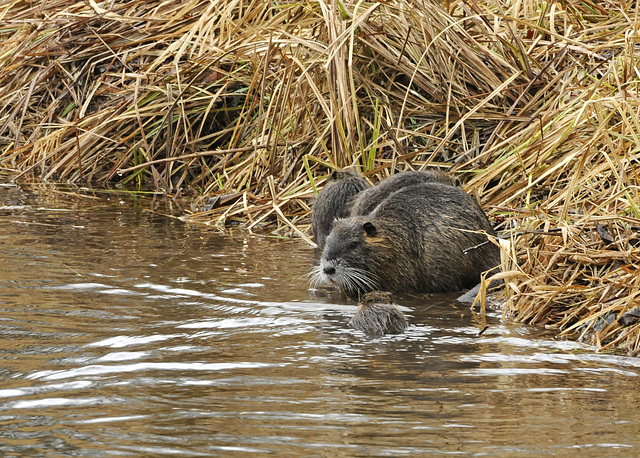 Schulausflug ;-) (Wildlife)