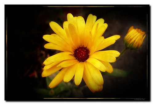 Calendula