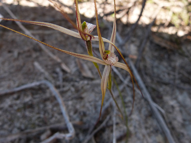 Eyre Peninsula September 2012 orchids