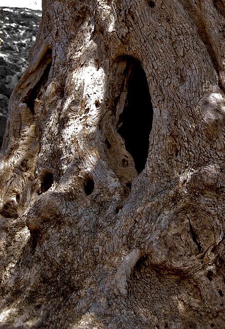 Faces in the olive tree......