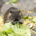 Kleines Nutria mit Salatblatt (Wildlife)