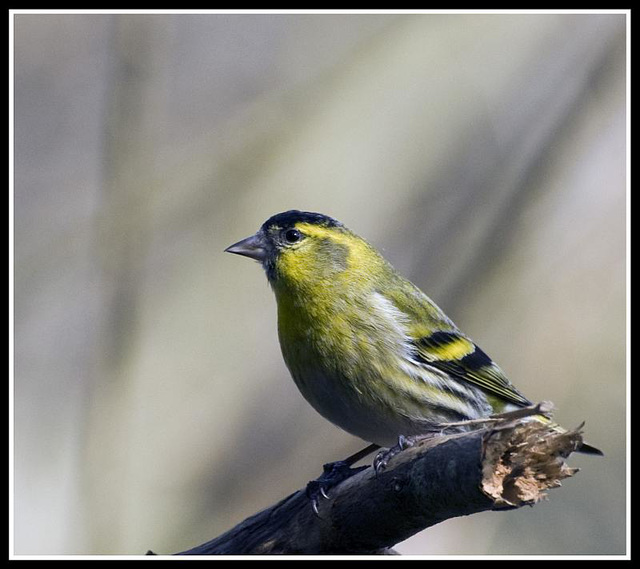 Siskin (Male)