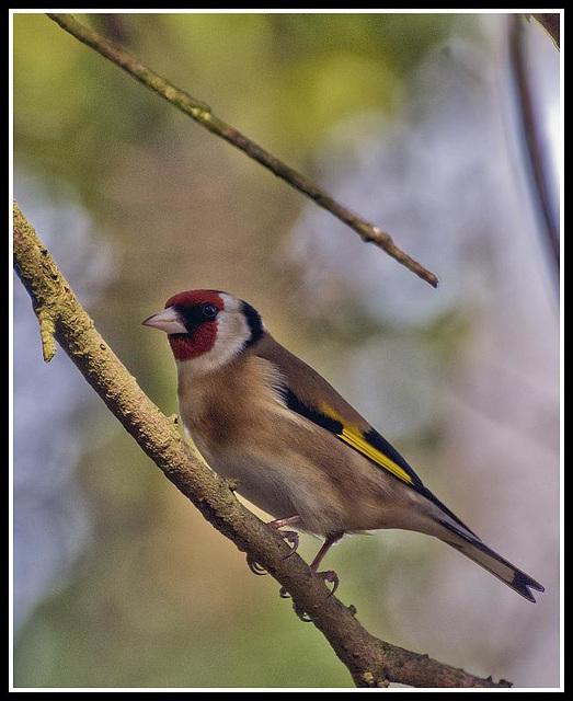 Goldfinch