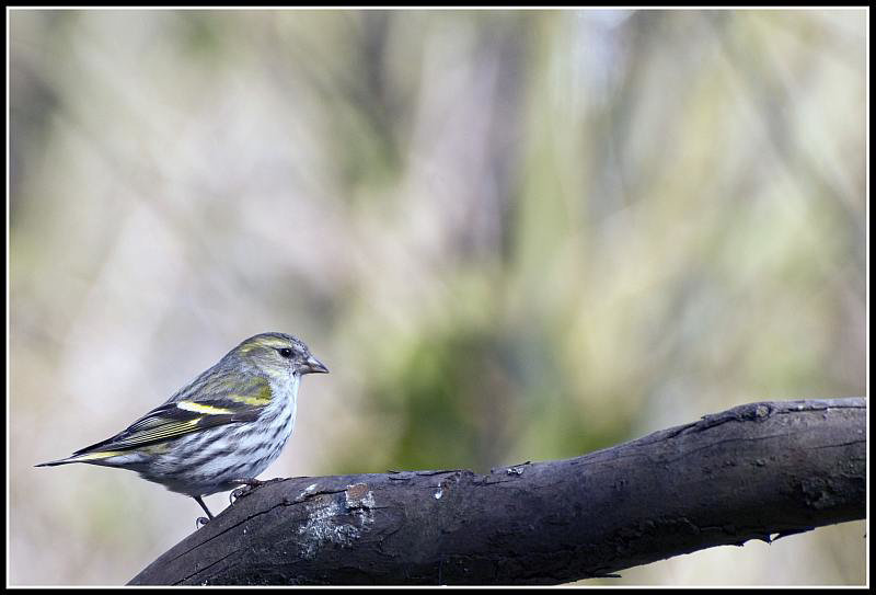 Siskin (Female)