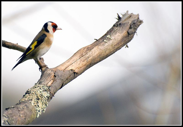 Goldfinch