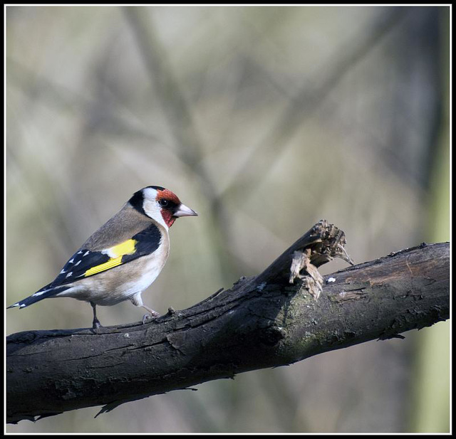 Goldfinch