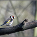 Goldfinch