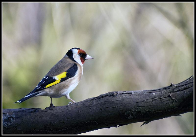 Goldfinch