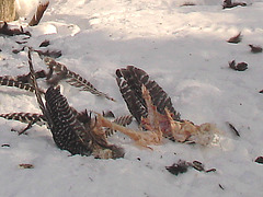 Carnage d'hiver / Winter slaughter.