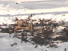 Carnage d'hiver / Winter slaughter.