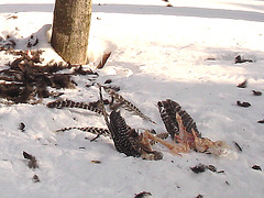 Carnage d'hiver / Winter slaughter.