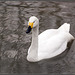 Bewick's Swan