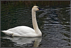 Trumpeter Swan