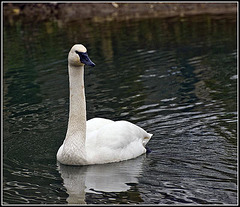 Trumpeter Swan