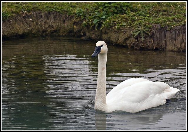 Trumpeter Swan